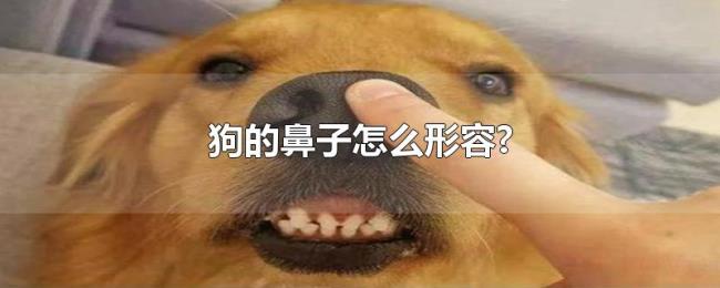 狗的鼻子怎么形容?