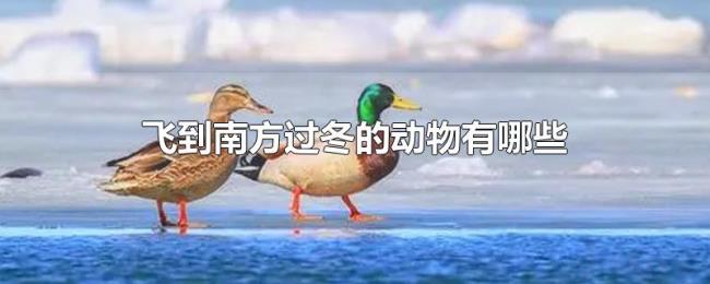 飞到南方过冬的动物有哪些 飞到南方过冬的动物有哪些
