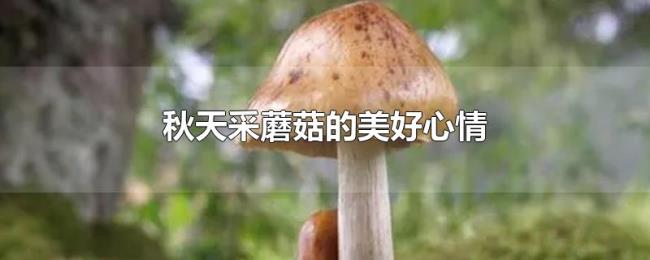 秋天采蘑菇的美好心情 秋天采蘑菇的美好心情