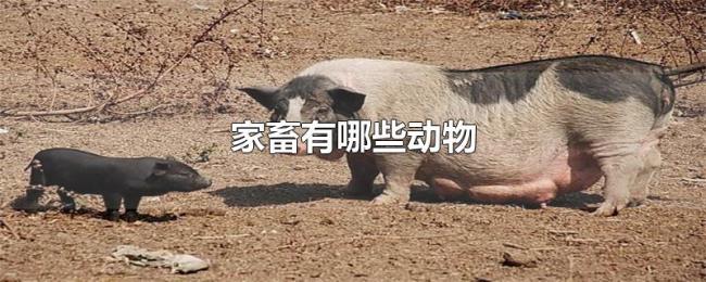 家畜有哪些动物 家畜有哪些动物