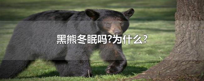 黑熊冬眠吗?为什么? 黑熊冬眠吗?为什么?