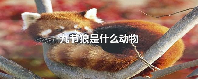 九节狼是什么动物 九节狼是什么动物
