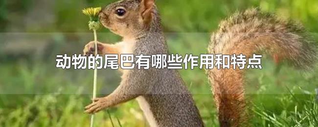 动物的尾巴有哪些作用和特点 动物的尾巴有哪些作用和特点
