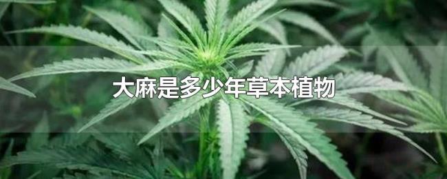 大麻是多少年草本植物