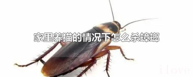 家里养猫的情况下怎么杀蟑螂