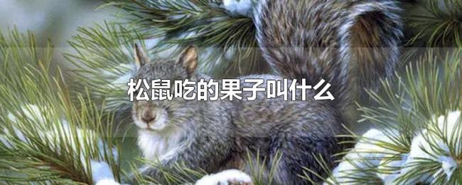 松鼠吃的果子叫什么 松鼠吃的果子叫什么
