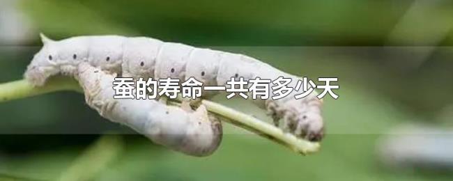蚕的寿命一共有多少天 蚕的寿命一共有多少天