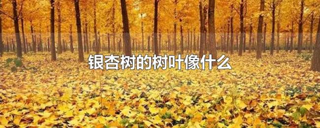 银杏树的树叶像什么