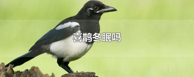 喜鹊冬眠吗 喜鹊冬眠吗