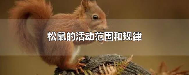 松鼠的活动范围和规律