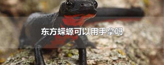 东方蝾螈可以用手拿吗