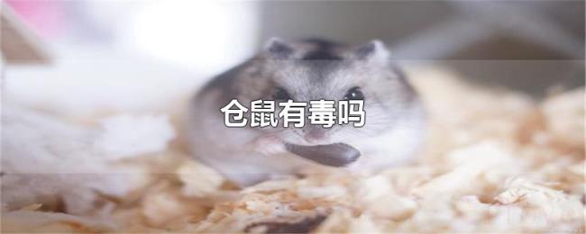 仓鼠有毒吗