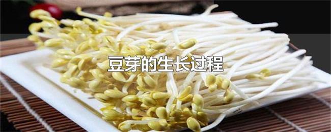 豆芽的生长过程