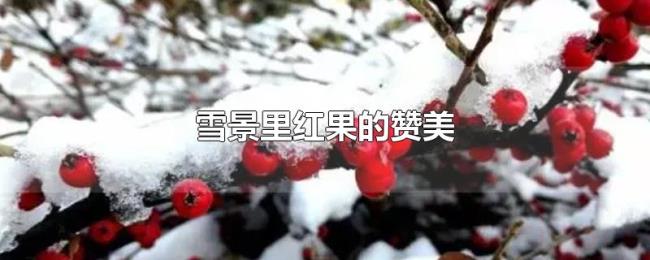 雪景里红果的赞美