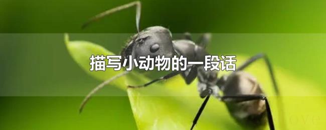 描写小动物的一段话