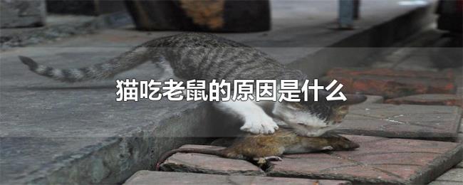 猫吃老鼠的原因是什么 猫吃老鼠的原因是什么