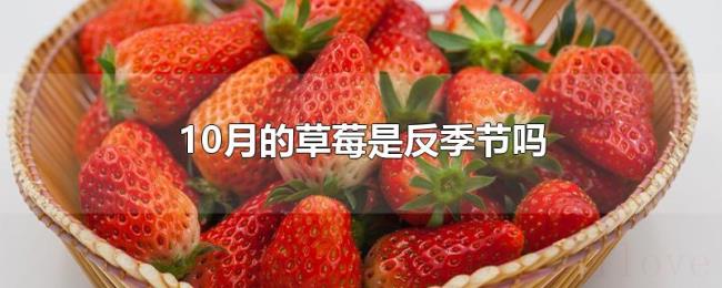 10月的草莓是反季节吗 10月的草莓是反季节吗