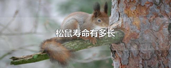 松鼠寿命有多长