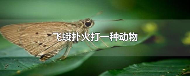 飞蛾扑火打一种动物 飞蛾扑火打一种动物