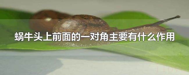 蜗牛头上前面的一对角主要有什么作用