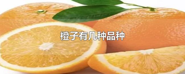 橙子有几种品种