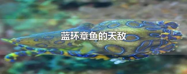 蓝环章鱼的天敌
