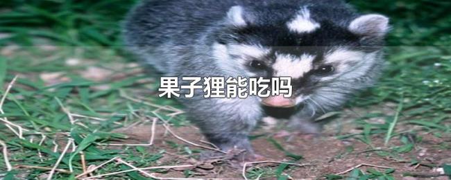 果子狸能吃吗