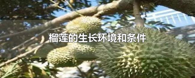 榴莲的生长环境和条件
