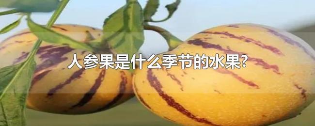 人参果是什么季节的水果?