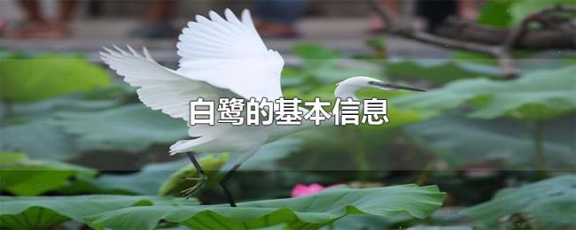 白鹭的基本信息 白鹭的基本信息