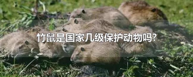竹鼠是国家几级保护动物吗? 竹鼠是国家几级保护动物吗?