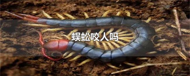 蜈蚣咬人吗