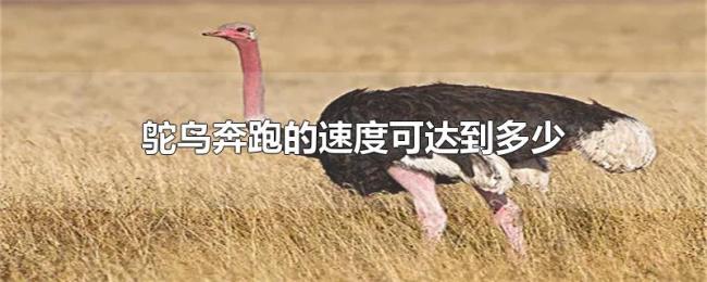 鸵鸟奔跑的速度可达到多少