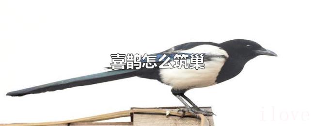 喜鹊怎么筑巢