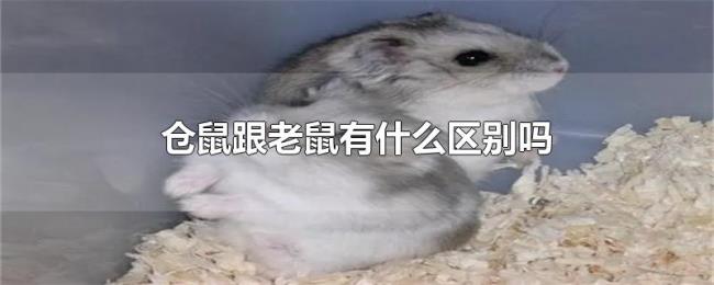 仓鼠跟老鼠有什么区别吗