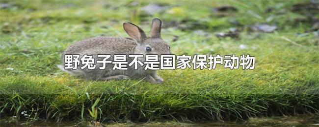 野兔子是不是国家保护动物