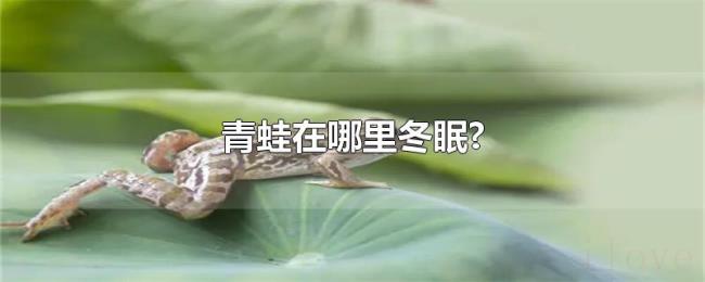 青蛙在哪里冬眠?