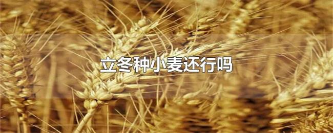 立冬种小麦还行吗