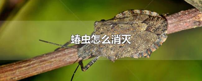 蝽虫怎么消灭 蝽虫怎么消灭
