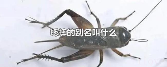 蟋蟀的别名叫什么