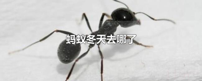 蚂蚁冬天去哪了 蚂蚁冬天去哪了