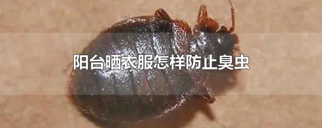 阳台晒衣服怎样防止臭虫
