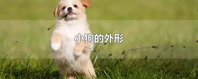 小狗的外形 小狗的外形