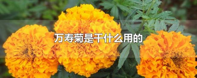 万寿菊是干什么用的