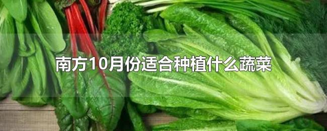 南方10月份适合种植什么蔬菜