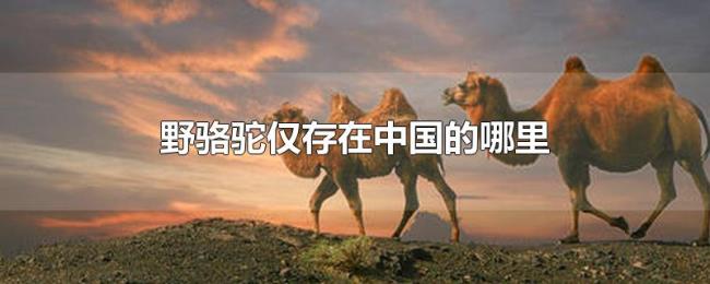 野骆驼仅存在中国的哪里