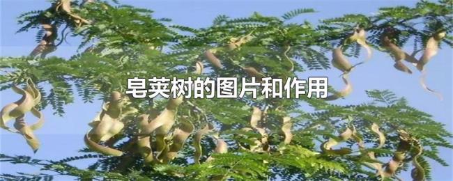 皂荚树的图片和作用