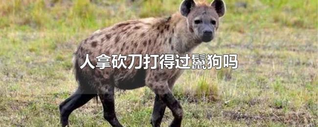 人拿砍刀打得过鬣狗吗