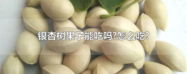 银杏树果子能吃吗?怎么吃?