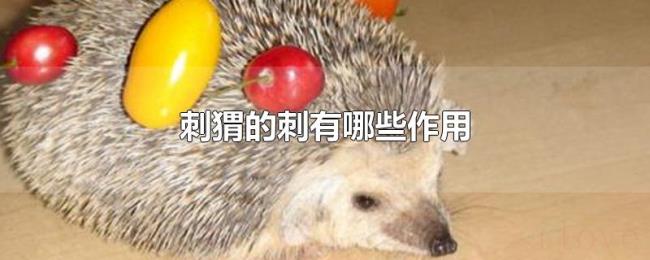 刺猬的刺有哪些作用 刺猬的刺有哪些作用